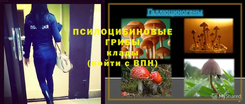 Псилоцибиновые грибы MAGIC MUSHROOMS  Осташков 